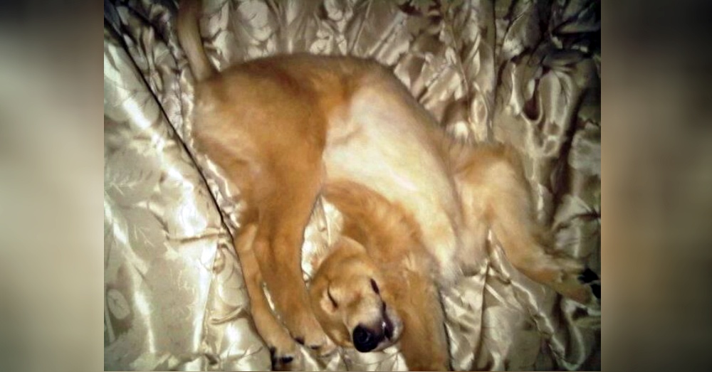 你家狗狗睡觉是什么样子的? 盘点这些可以在任何地方入睡的汪星人