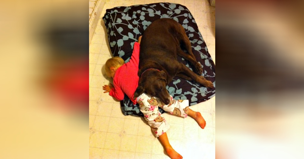 你家狗狗睡觉是什么样子的? 盘点这些可以在任何地方入睡的汪星人