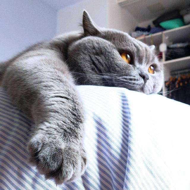 猫咪不能频繁剪指甲 比起剪指甲护理指甲更重要