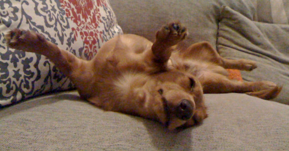 你家狗狗睡觉是什么样子的? 盘点这些可以在任何地方入睡的汪星人