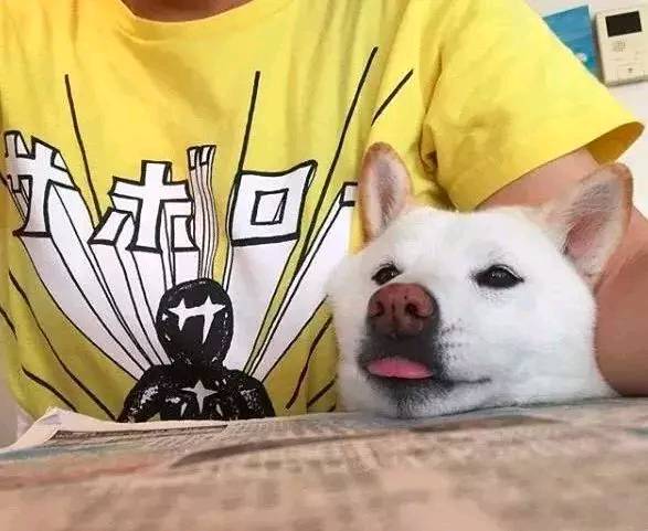 这只喜欢生活在夹缝里的汪星人 治愈了16万的网友