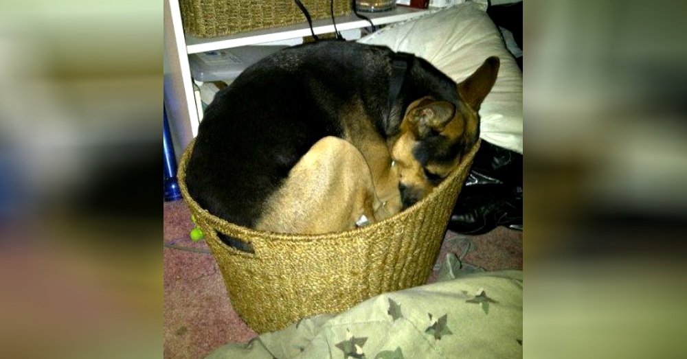 你家狗狗睡觉是什么样子的? 盘点这些可以在任何地方入睡的汪星人