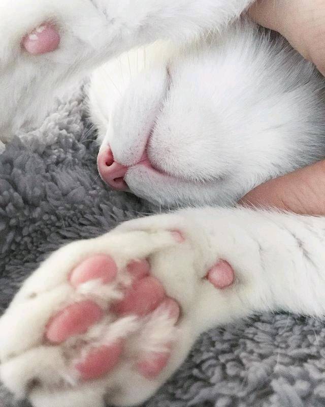 猫咪不能频繁剪指甲 比起剪指甲护理指甲更重要
