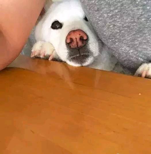 这只喜欢生活在夹缝里的汪星人 治愈了16万的网友