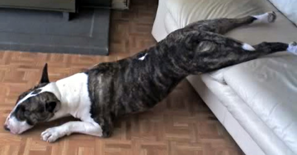 你家狗狗睡觉是什么样子的? 盘点这些可以在任何地方入睡的汪星人