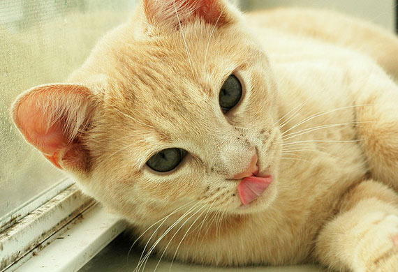 盘点最易发胖的十大脂肪猫 看看是否有你家的猫在里面呢