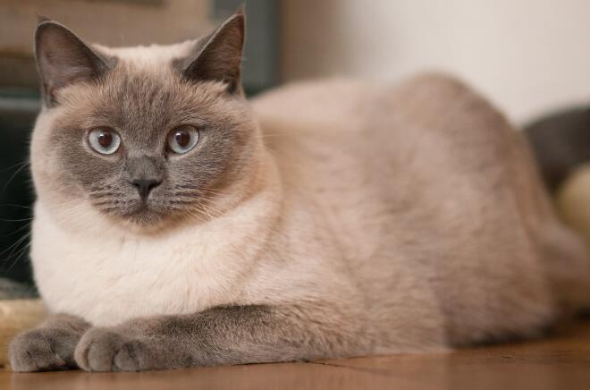 盘点最易发胖的十大脂肪猫 看看是否有你家的猫在里面呢