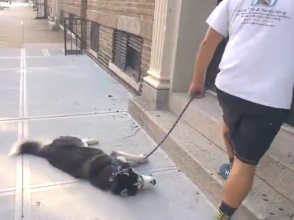 不带这样耍赖吧！ 贪玩哈士奇不愿回家躺地耍赖让主人超无奈