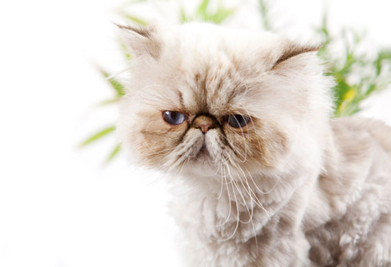 盘点最易发胖的十大脂肪猫 看看是否有你家的猫在里面呢