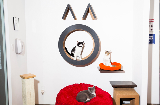 假期旅游想好去哪了吗? 这里有超推荐的5家猫咖啡馆