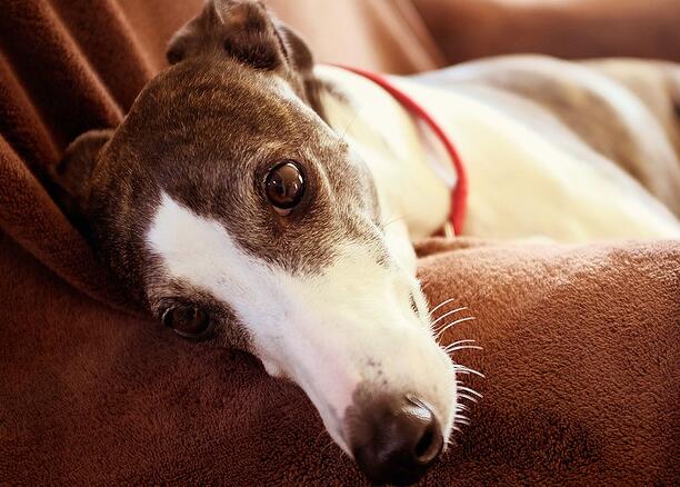 你的狗狗是否酵母菌感染? 这10个常见的标志请注意了