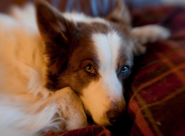 你的狗狗可不只是个吃货哦! 这五种令人惊奇的事你一定要知道