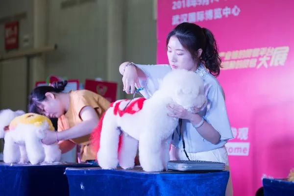 2019CPF国际宠博会火力全开!华中地区宠物行业盛会将于6月重磅开启