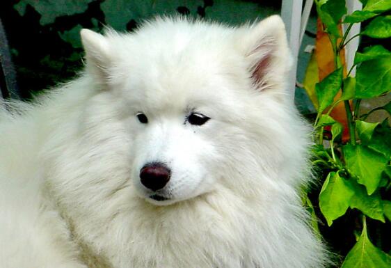 狗狗也会缺乏牛磺酸? 犬类缺乏牛磺酸症状与治疗方法