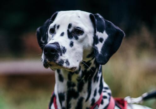 狗狗也会缺乏牛磺酸? 犬类缺乏牛磺酸症状与治疗方法