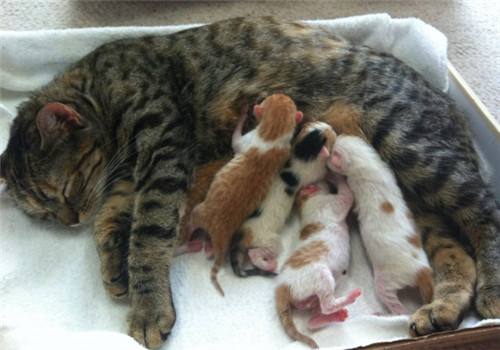 铲屎官们注意了 你需要了解猫咪的生产过程 一起涨知识