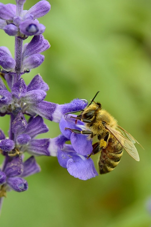 100万物种因人类而濒临灭绝 这就是所谓的保护环境？