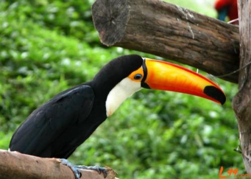 如果你找到这些生物那你就发达了!10种地球上最贵的动物（下）