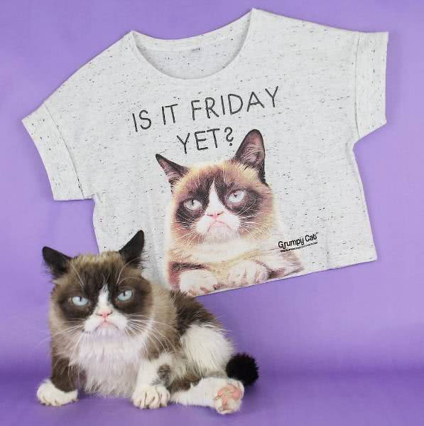 猫界网红“不爽猫” 曾带给我们无限搞笑的它去世了