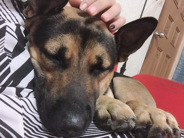 受伤流浪狗被收养后竟拆门跑掉 主人惨遭房东警告:再养就搬走