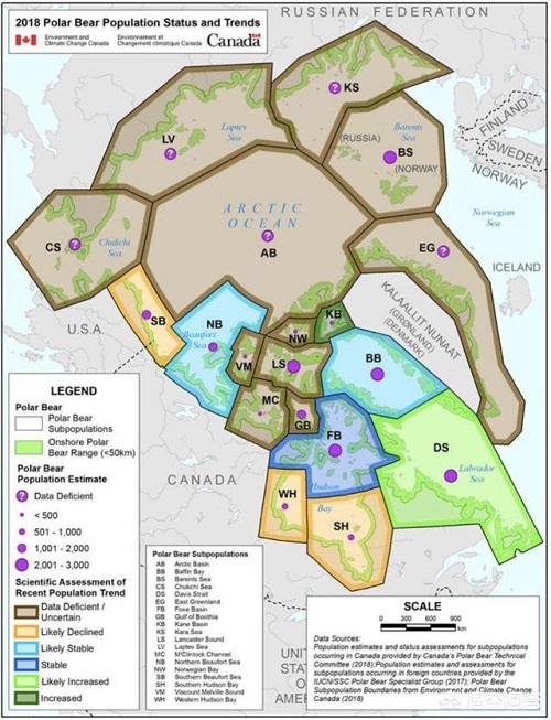 喂食快饿死的北极熊是犯法的!3大原因分析:问题根本没解决都是徒劳