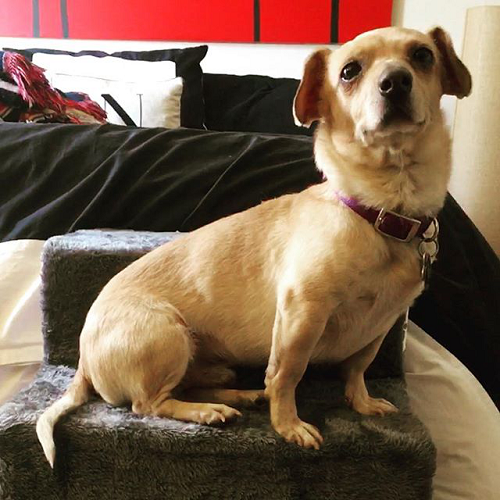 醇粹狗粮好不好?臭臭换粮记,分享我的爱宠换粮心得