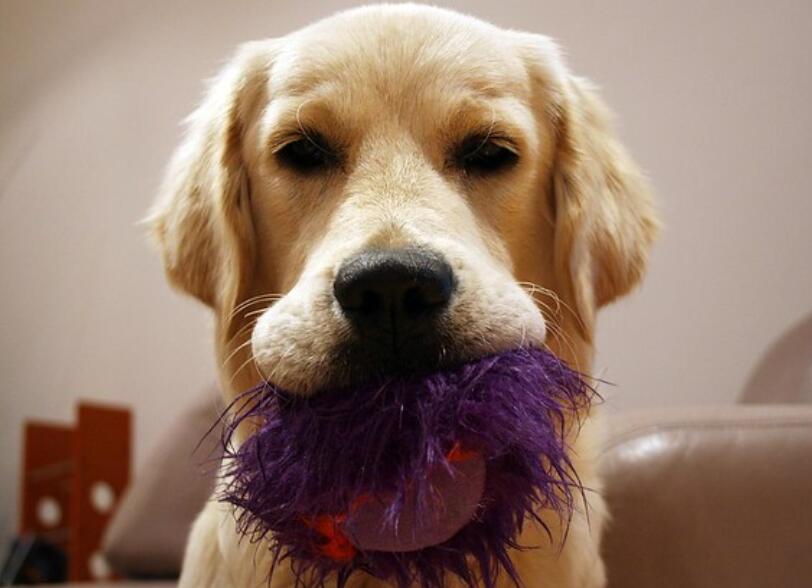 狗狗总是带着玩具来迎接你？ 狗狗这种行为常见的原因有这三种