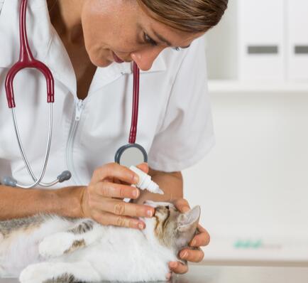 为判断和治疗猫眼部感染 这些小提示你需要知道