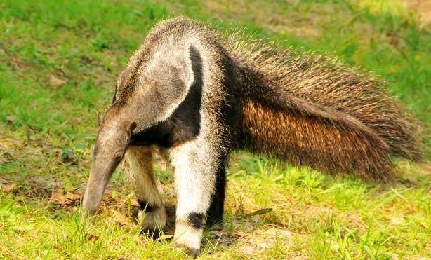 这6种少为人知的奇特物种 普通人一般都没有见过