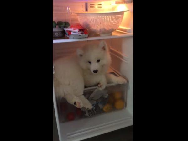 这里太舒服了就不离开！ 小萨摩发现避暑胜地耍赖不走