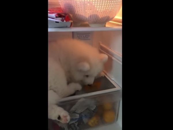 这里太舒服了就不离开！ 小萨摩发现避暑胜地耍赖不走