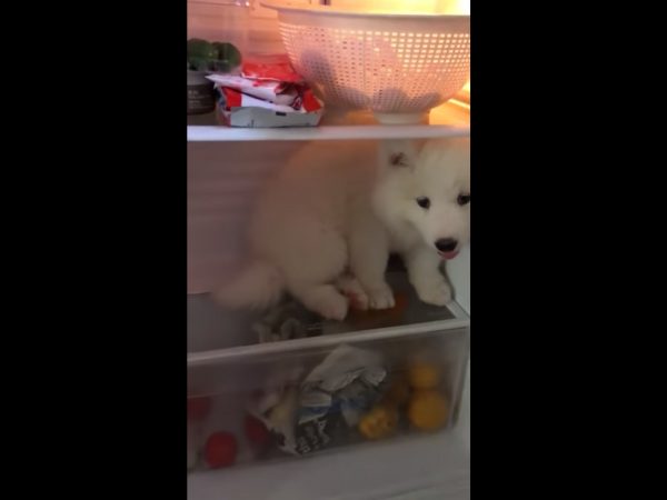 这里太舒服了就不离开！ 小萨摩发现避暑胜地耍赖不走