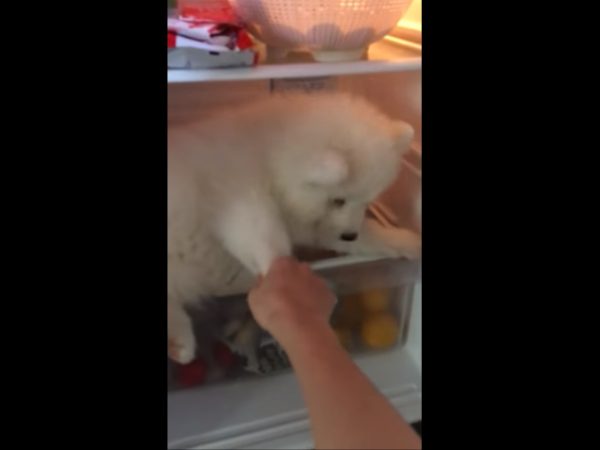 这里太舒服了就不离开！ 小萨摩发现避暑胜地耍赖不走