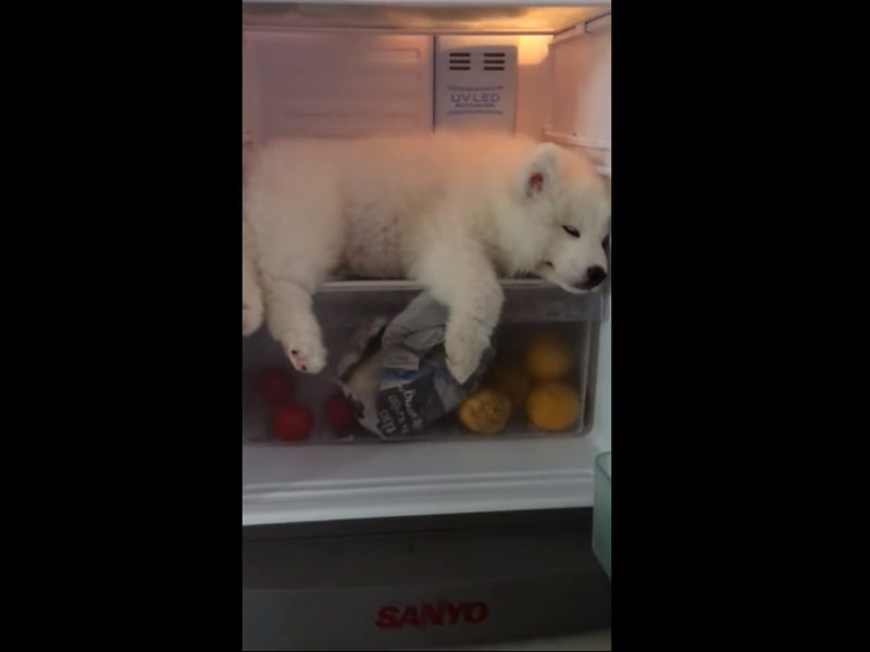 这里太舒服了就不离开！ 小萨摩发现避暑胜地耍赖不走