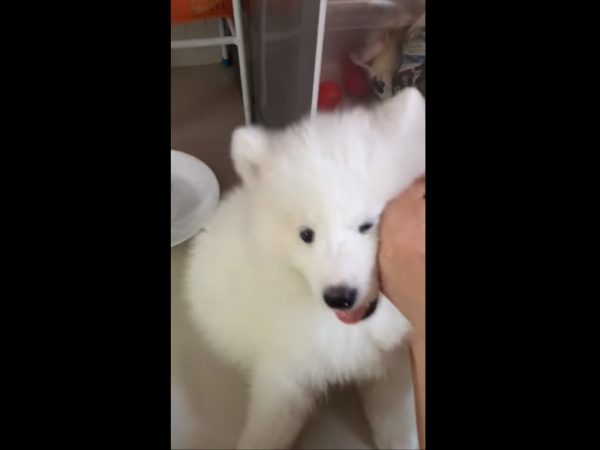 这里太舒服了就不离开！ 小萨摩发现避暑胜地耍赖不走