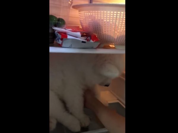 这里太舒服了就不离开！ 小萨摩发现避暑胜地耍赖不走