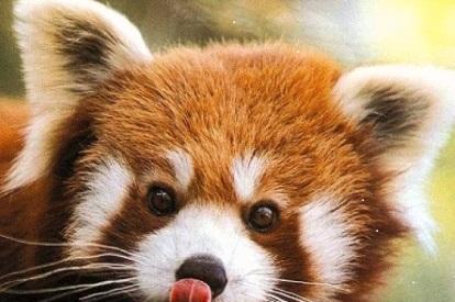 小涴熊？小熊猫？这都是什么鬼？傻傻分不清楚