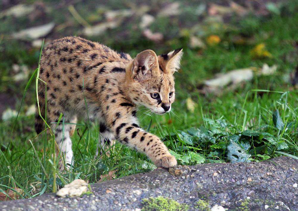 世界上十大危险的猫的品种  第1种无人敢养