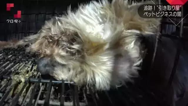 在日本宠物比孩子还多300万 日本真的有看到的那么爱养宠物吗?