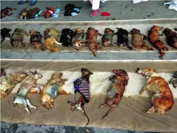 在日本宠物比孩子还多300万 日本真的有看到的那么爱养宠物吗?