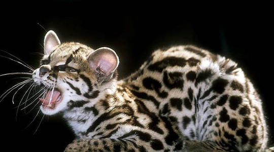 世界上十大危险的猫的品种  第1种无人敢养