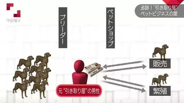 在日本宠物比孩子还多300万 日本真的有看到的那么爱养宠物吗?