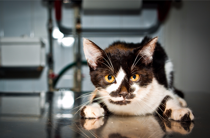 猫糖尿病是个严重的问题 请注意这几个会导致糖尿病的主要原因