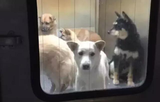 在日本宠物比孩子还多300万 日本真的有看到的那么爱养宠物吗?