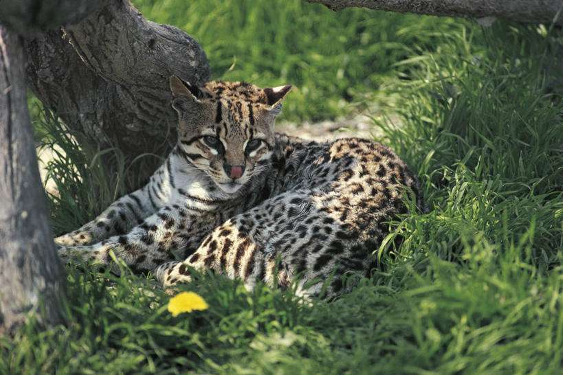 世界上十大危险的猫的品种  第1种无人敢养