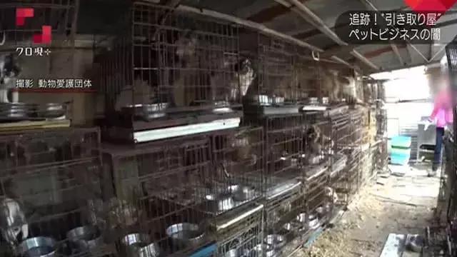 在日本宠物比孩子还多300万 日本真的有看到的那么爱养宠物吗?