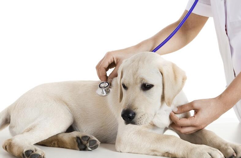 狗狗患癌症了非常焦虑 请注意：宠物癌症治疗期间不要做的5件事