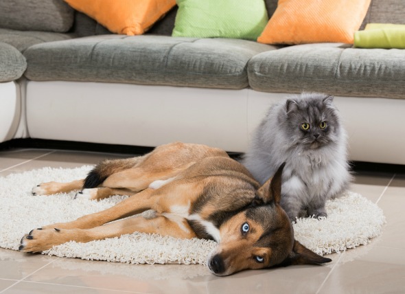 铲屎官们容易出现的心丝虫预防的6个错误 看看你是否有中招