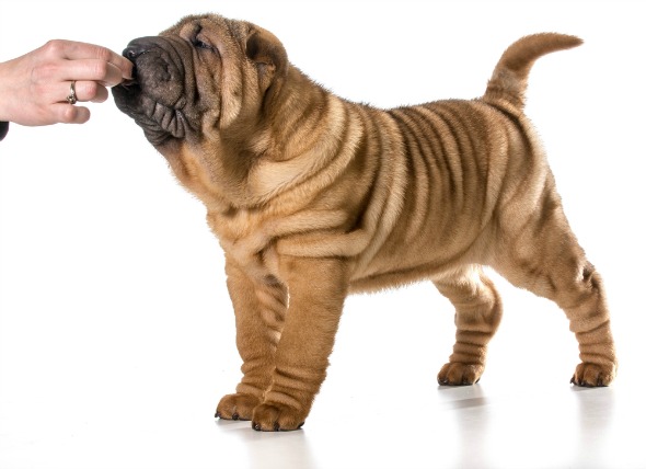 铲屎官们容易出现的心丝虫预防的6个错误 看看你是否有中招