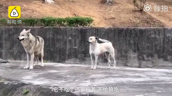 动物园里以狗充狼 网友直呼:能不能不要再欺骗我们的感情了